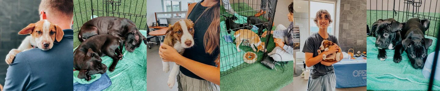 Collage of photos of dogs from 2021 Summer Adoption event